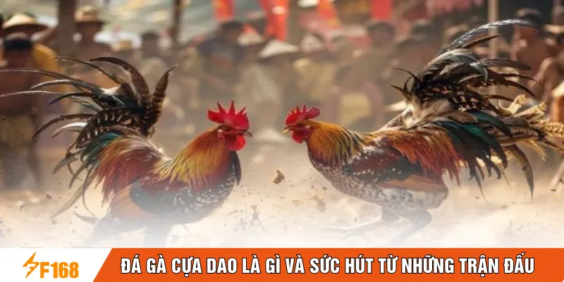 Đá gà cựa dao là gì và sức hút từ những trận đấu
